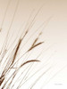 Field Grasses I Sepia by Debra Van Swearingen (18 x 24)