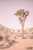 Joshua Tree III Blush by Elizabeth Urquhart (18 x 24)