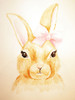 Cute Bunny by Pam Varacek (18 x 24)