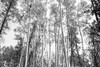 Aspen BW 1 by Elizabeth Urquhart (24 x 18)