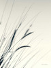 Field Grasses I by Debra Van Swearingen (18 x 24)