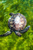Green Sea Turtle by NASA (18 x 24)