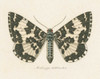 Natures Butterfly II by Wild Apple Portfolio (24 x 18)