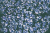 Lilac Closeup by Aledanda (24 x 18)