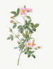 Pale Pink Pompon Rose, Rosa pomponia flore subsimplici by Pierre Joseph Redoute (18 x 24)