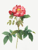 Bluish Leaved Provins Rose, Rosa gallica caerulea by Pierre Joseph Redoute (18 x 24)
