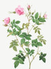 Wild Rose, Rosebush with small flowers, Rosa parviflora by Pierre Joseph Redoute (18 x 24)