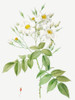 Musk Rose, Rosa moschata by Pierre Joseph Redoute (18 x 24)