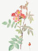 Redleaf Rose, Rosebush with Reddish Leaves, Rosa rubrifolia by Pierre Joseph Redoute (18 x 24)