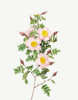 Rosa pimpinellifolia, Burnet Rose, Rosa pimpinelli-folia inermis by Pierre Joseph Redoute (18 x 24)