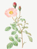 Musk Rose, Sparkling Rose, Rosa moschata by Pierre Joseph Redoute (18 x 24)
