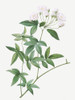 Lady Banks rose, Rosa banksiae by Pierre Joseph Redoute (18 x 24)