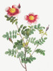 Burnet Rose, Rosa pimpinellifolia flore variegato by Pierre Joseph Redoute (18 x 24)
