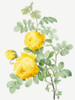 Rosa Hemisphaerica, Yellow Rose of Sulfur__ by Pierre Joseph Redoute (18 x 24)