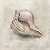 Seashell Textures III by Carol Robinson (24 x 24)