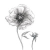 Sketchy Peony by Carol Robinson (24 x 24)