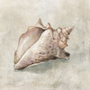 Seashell Textures II by Carol Robinson (24 x 24)