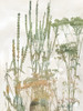 Untamed Garden II by Carol Robinson (18 x 24)