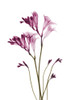 Spring Freesia C21 by Albert Koetsier (18 x 24)