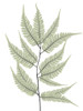 Fern Tree by Albert Koetsier (18 x 24)