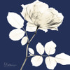 Rose Midnight Dynasty 1 by Albert Koetsier (24 x 24)