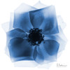 Indigo Rose Petals 2 by Albert Koetsier (24 x 24)