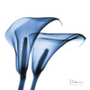 Indigo Infused Calla Lilies by Albert Koetsier (24 x 24)