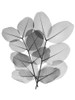 Leafy Bunch by Albert Koetsier (18 x 24)