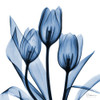 Indigo Tulips by Albert Koetsier (24 x 24)