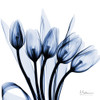 Marvelous Indigo Tulips by Albert Koetsier (24 x 24)
