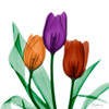 Jeweled Tulips 1 by Albert Koetsier (12 x 12)