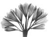 Lily Of The Nile by Albert Koetsier (24 x 18)