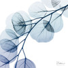 Blue Eucalyptus 1 by Albert Koetsier (12 x 12)