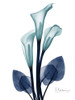 Midnight Calla Lily 1 by Albert Koetsier (18 x 24)