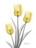 Illuminating Tulip Trio 2 by Albert Koetsier (18 x 24)