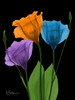 Jewel Gentian Buddies 3 by Albert Koetsier (18 x 24)