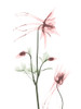 Blush Columbine 2 by Albert Koetsier (18 x 24)