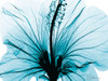 Aqua Hibiscus by Albert Koetsier (24 x 18)