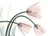Refreshing Bloomed 1 by Albert Koetsier (24 x 18)