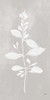 Botanical Study VIII Neutral by Julia Purinton (12 x 24)