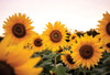 Sunflower Field by Donnie Quillen (24 x 18)