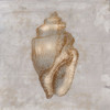 Aged Sea Shells 1 by Marcus Prime (24 x 24)