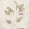 Plantlife II by Julia Purinton (24 x 24)