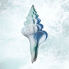 Seaside Infused Shell 2 by Marcus Prime (12 x 12)