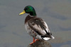 Mallard by Tammy Putman (24 x 15)