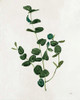 Botanical Study II Greenery by Julia Purinton (18 x 24)