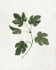 Botanical Study III Greenery by Julia Purinton (18 x 24)