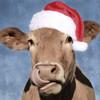 Christmas Stud by Marcus Prime (24 x 24)