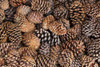 California, Inyo NF Bristlecone tree pine cones by Don Paulson (24 x 18)