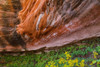Arizona Hanging Garden in Canyon X by Don Paulson (24 x 18)